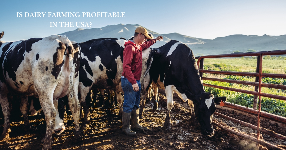 dairy farming focus