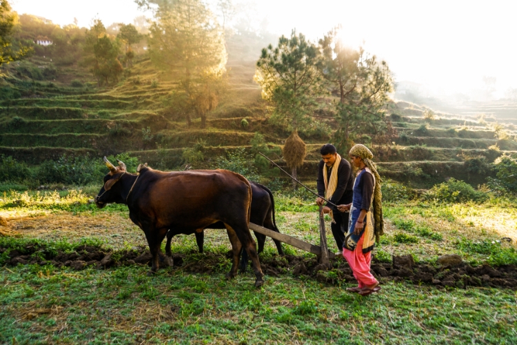 farm focus