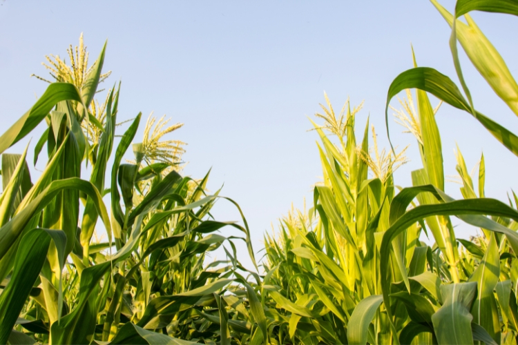 farming focus