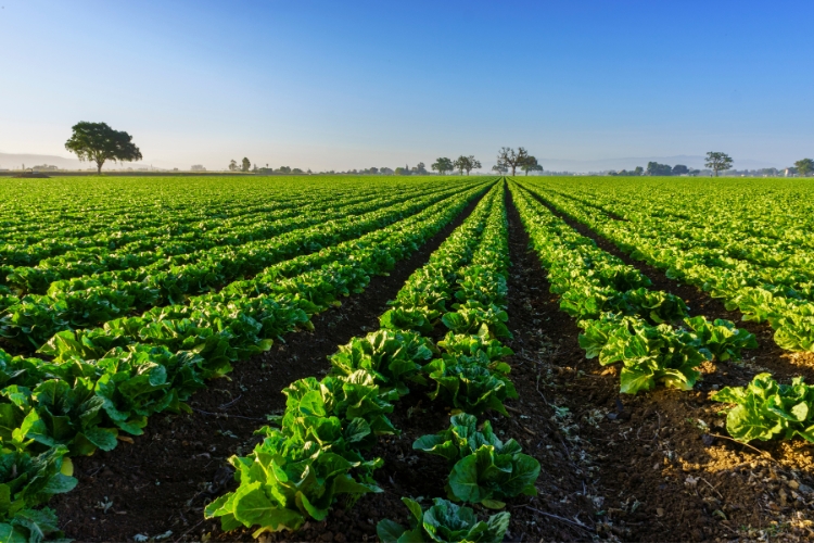 farming focus