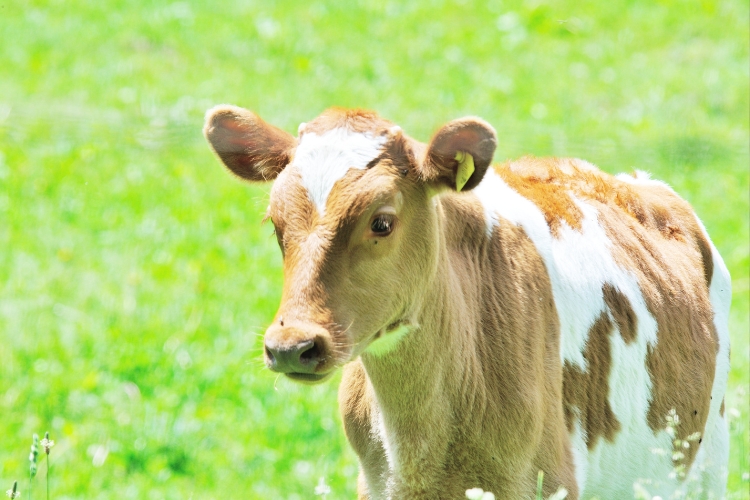 guernsey cattle focus