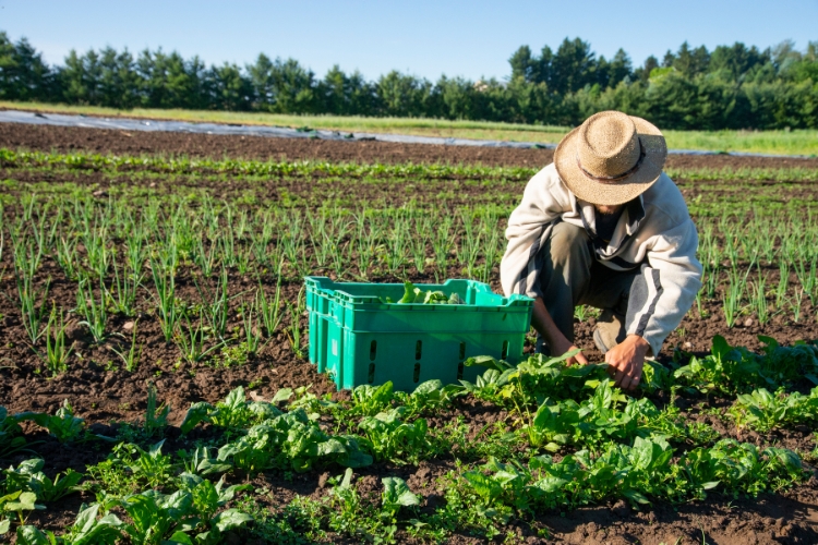 man doing farming focus