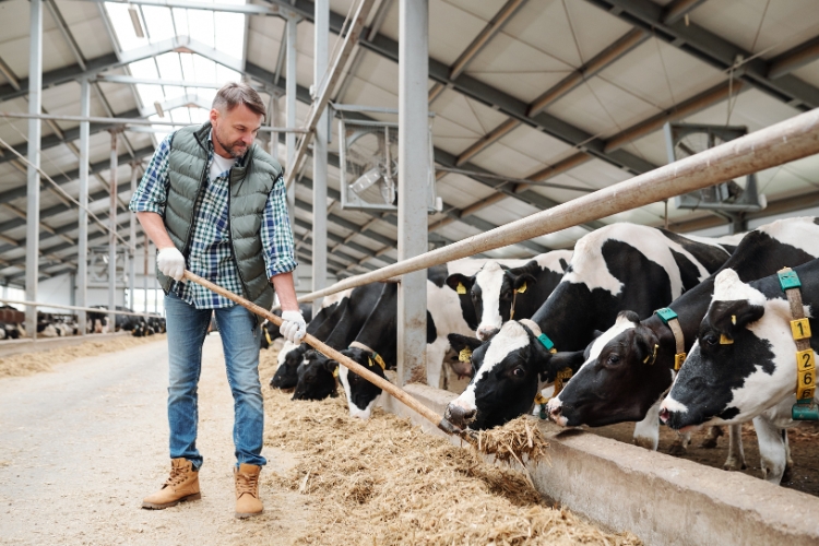 man feeding cows
