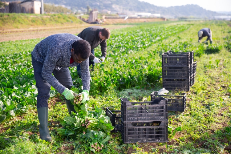 men doing farming