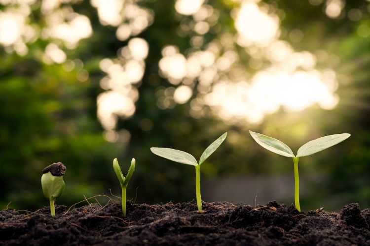 plants focus