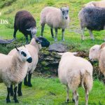 sheep breeds