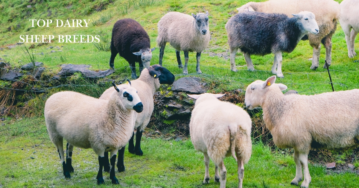 sheep breeds