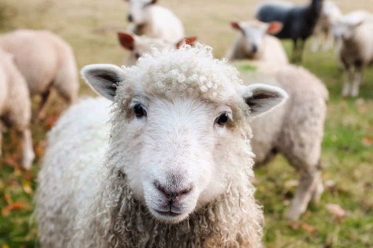 sheep focus 