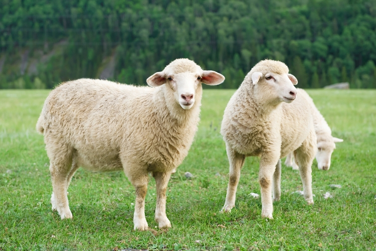 sheep standing