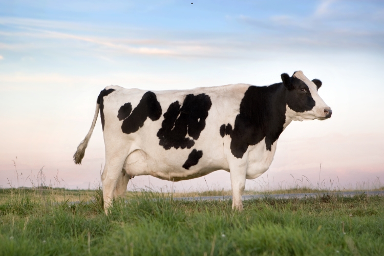 Holstein Cow