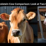 Jersey vs. Holstein Cow