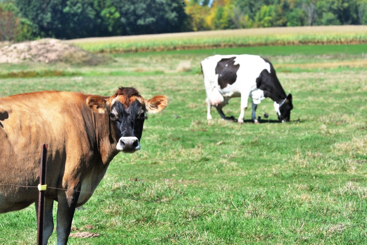 Jersey vs. Holstein Cow