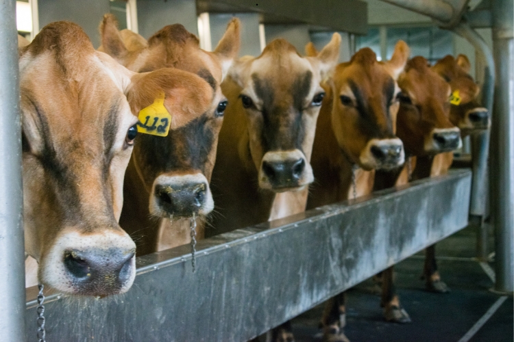 cows focus 