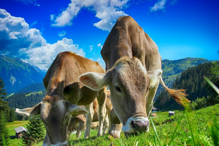 cows zoom