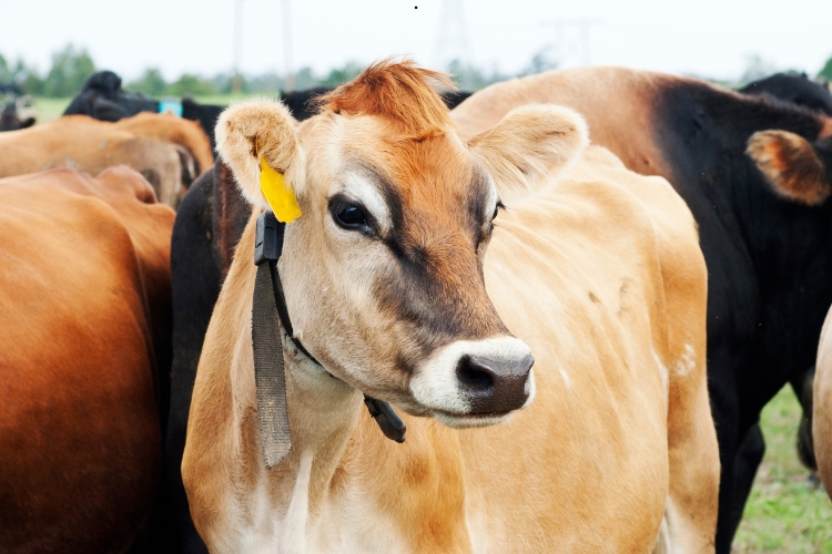 jersey Cow
