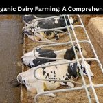 organic dairy farming