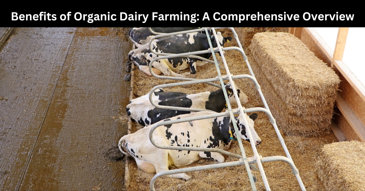 organic dairy farming