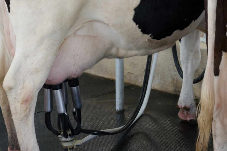 milking machines