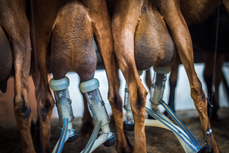 milking machines