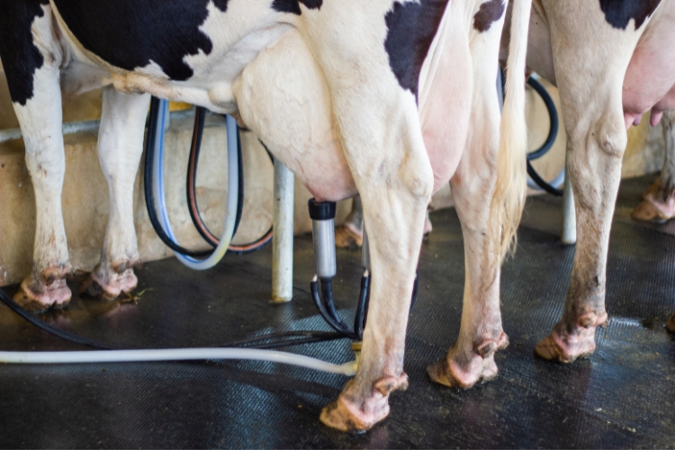 milking machines